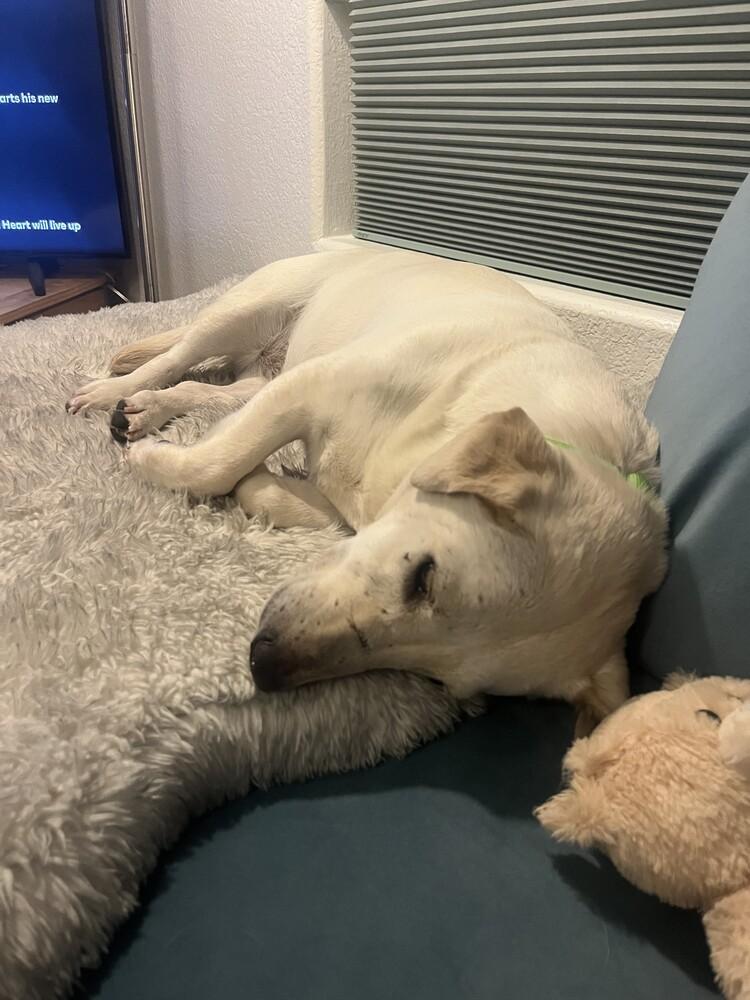 Enlarge Betty 2, a Adoptable mixed breed in San Diego, CA image 5/5