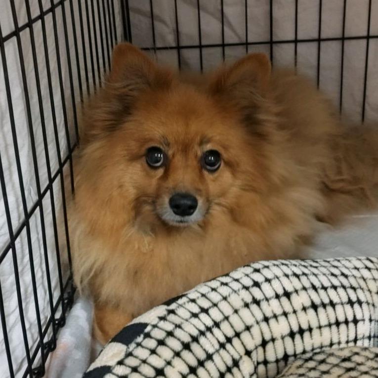 Olly Wally, Adoptable, Adult Male Pomeranian.