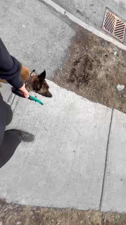 Enlarge Nova, a ADOPTABLE Belgian Shepherd / Malinois in Ottawa, ON video 4/6