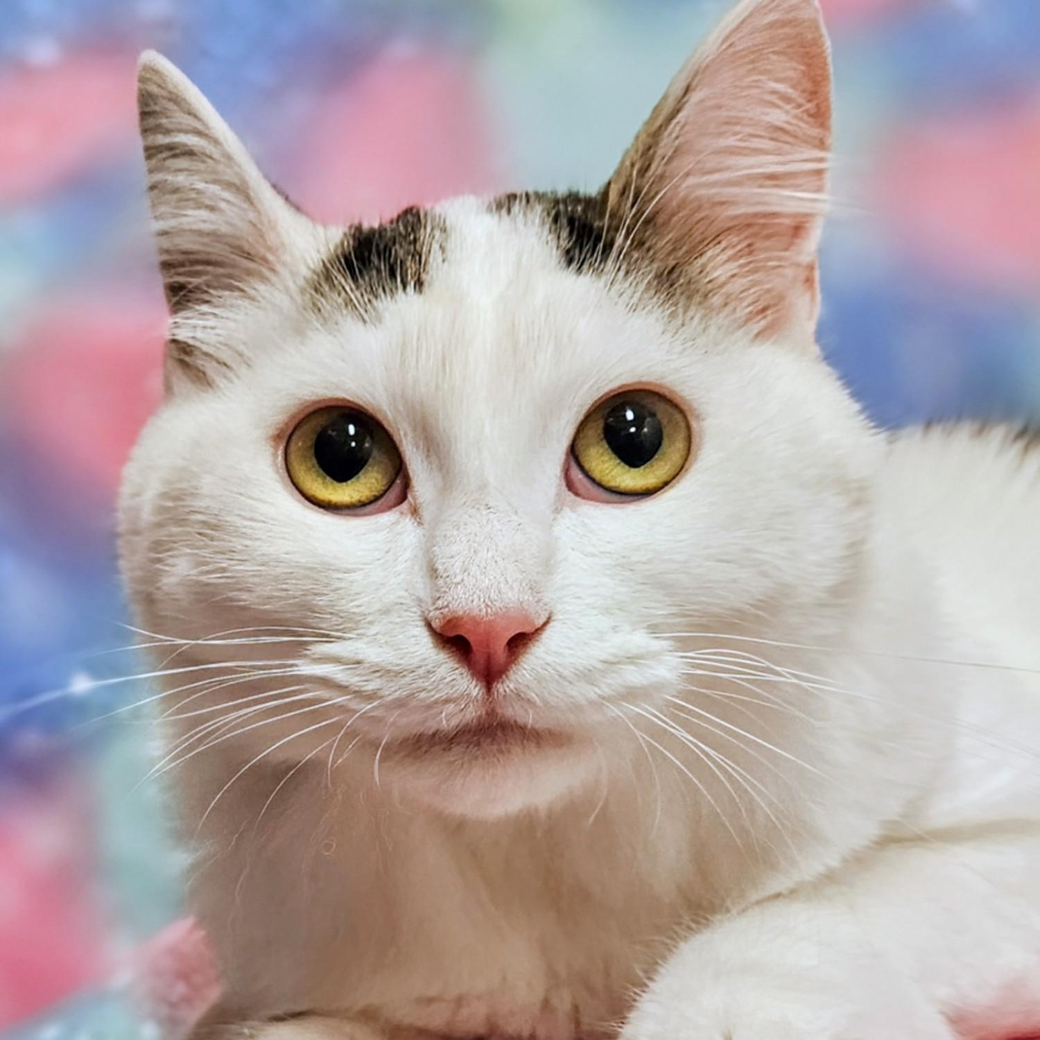 Maxie - Rancho Cucamonga PetSmart, Adoptable, Kitten Female Domestic Short Hair.