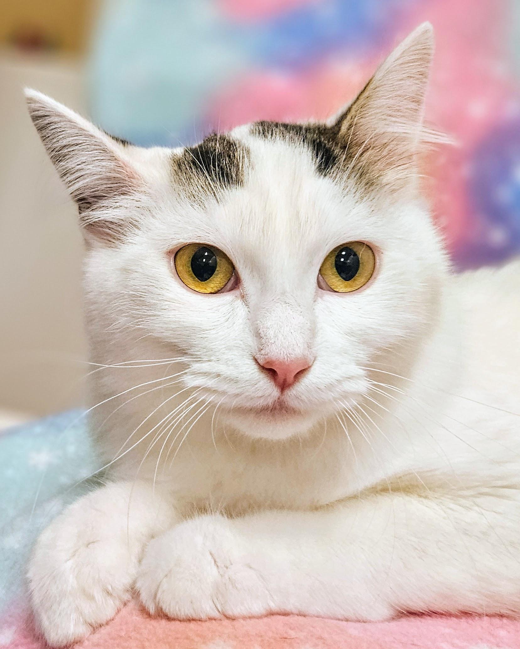 Enlarge Maxie - Rancho Cucamonga PetSmart, a Adoptable Domestic Short Hair in Rancho Cucamonga, CA image 2/3
