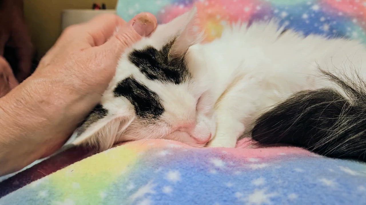 Enlarge Maxie - Rancho Cucamonga PetSmart, a Adoptable Domestic Short Hair in Rancho Cucamonga, CA video 3/3