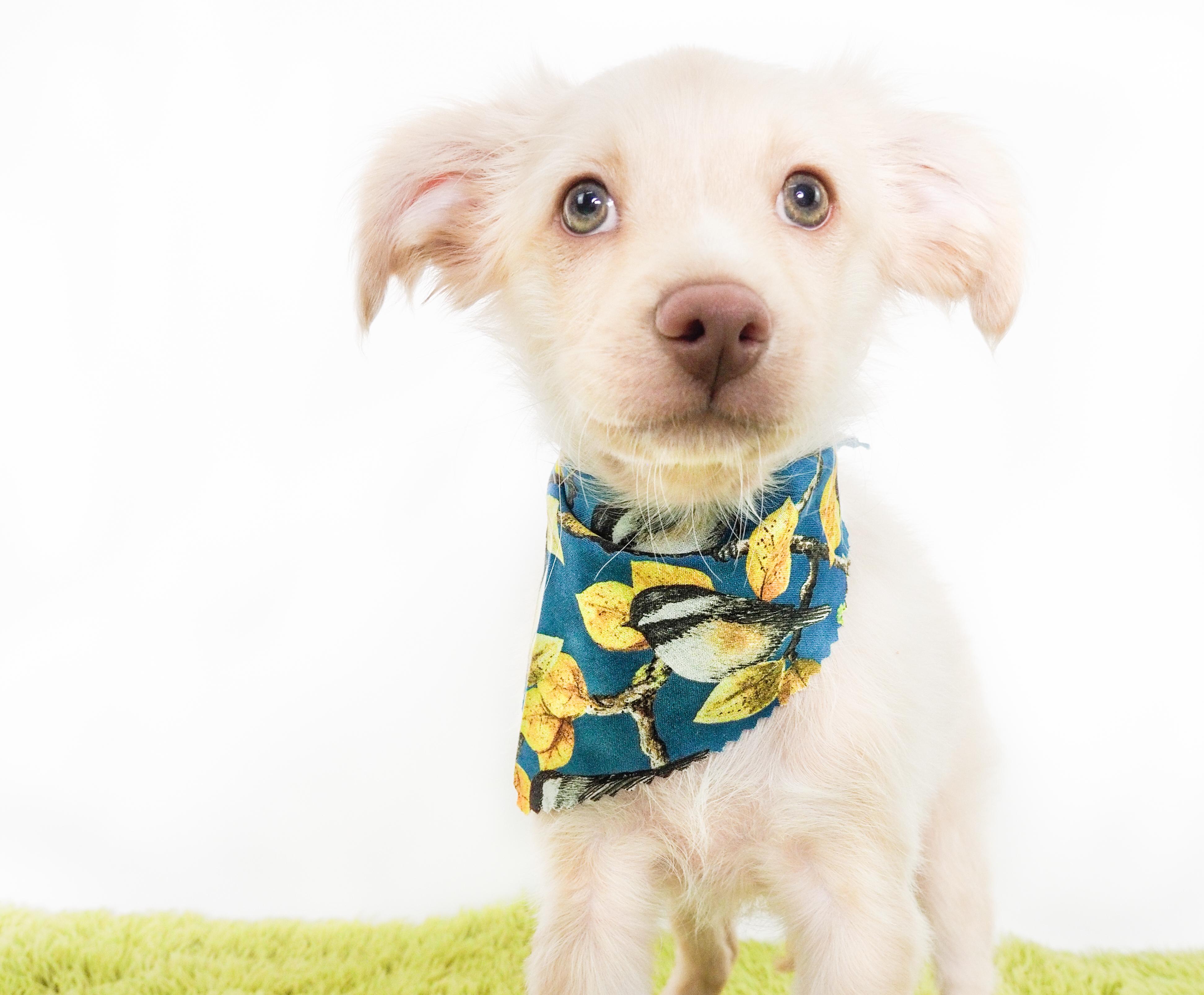 Cardinal, an adoptable mixed breed in PHOENIX, AZ image 5/6