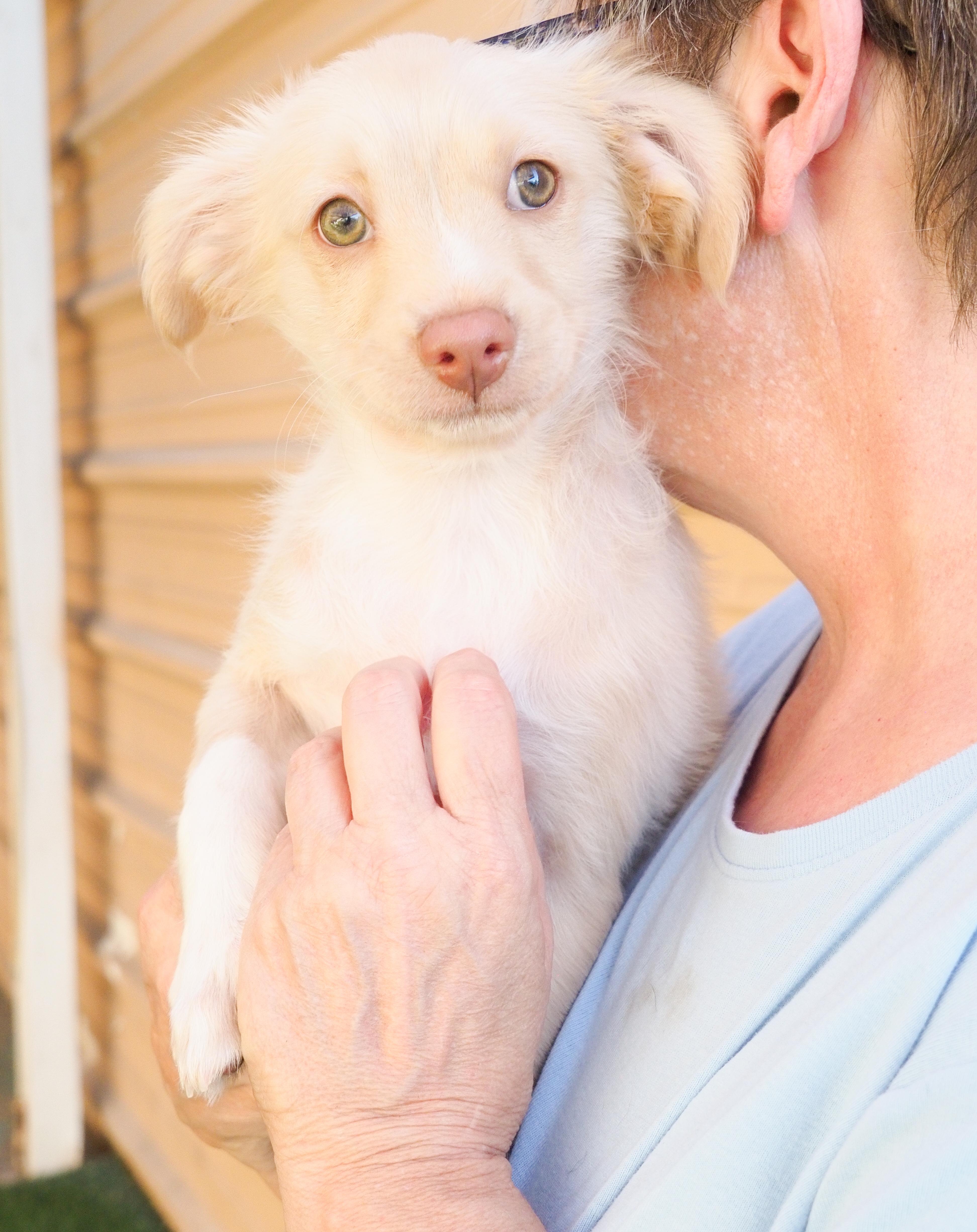 Cardinal, an adoptable mixed breed in PHOENIX, AZ image 3/6