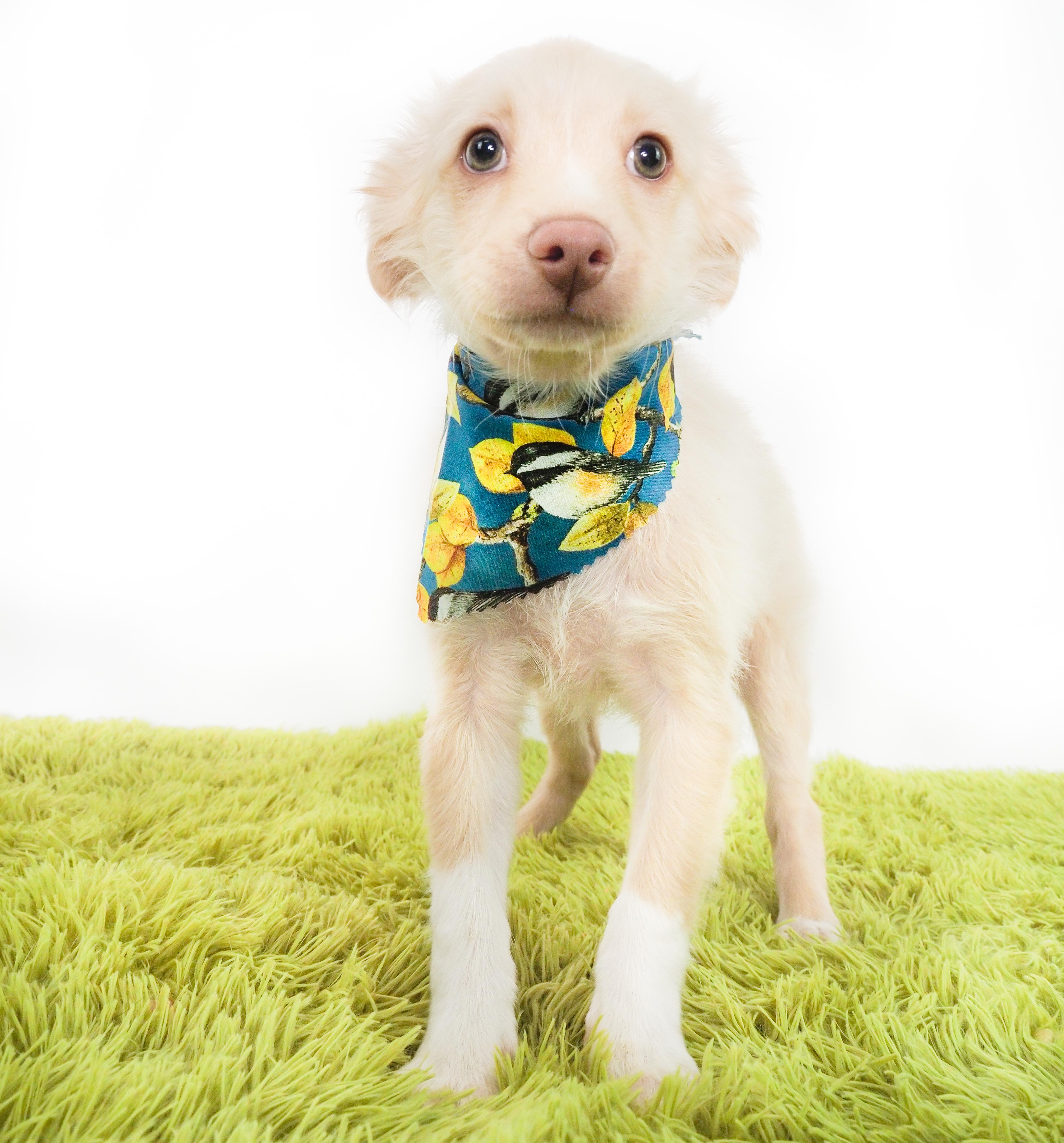 Cardinal, adoptable, Puppy Male Chihuahua.