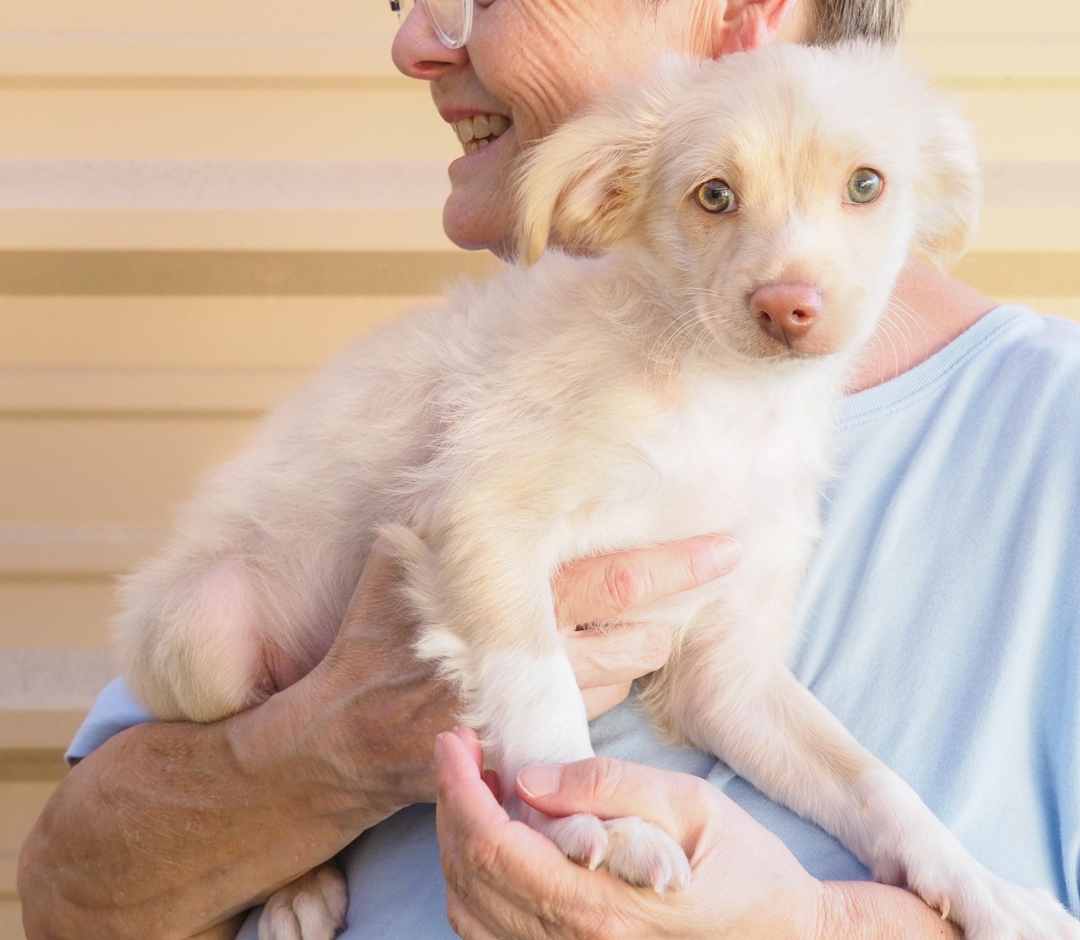 Cardinal, an adoptable mixed breed in PHOENIX, AZ image 4/6