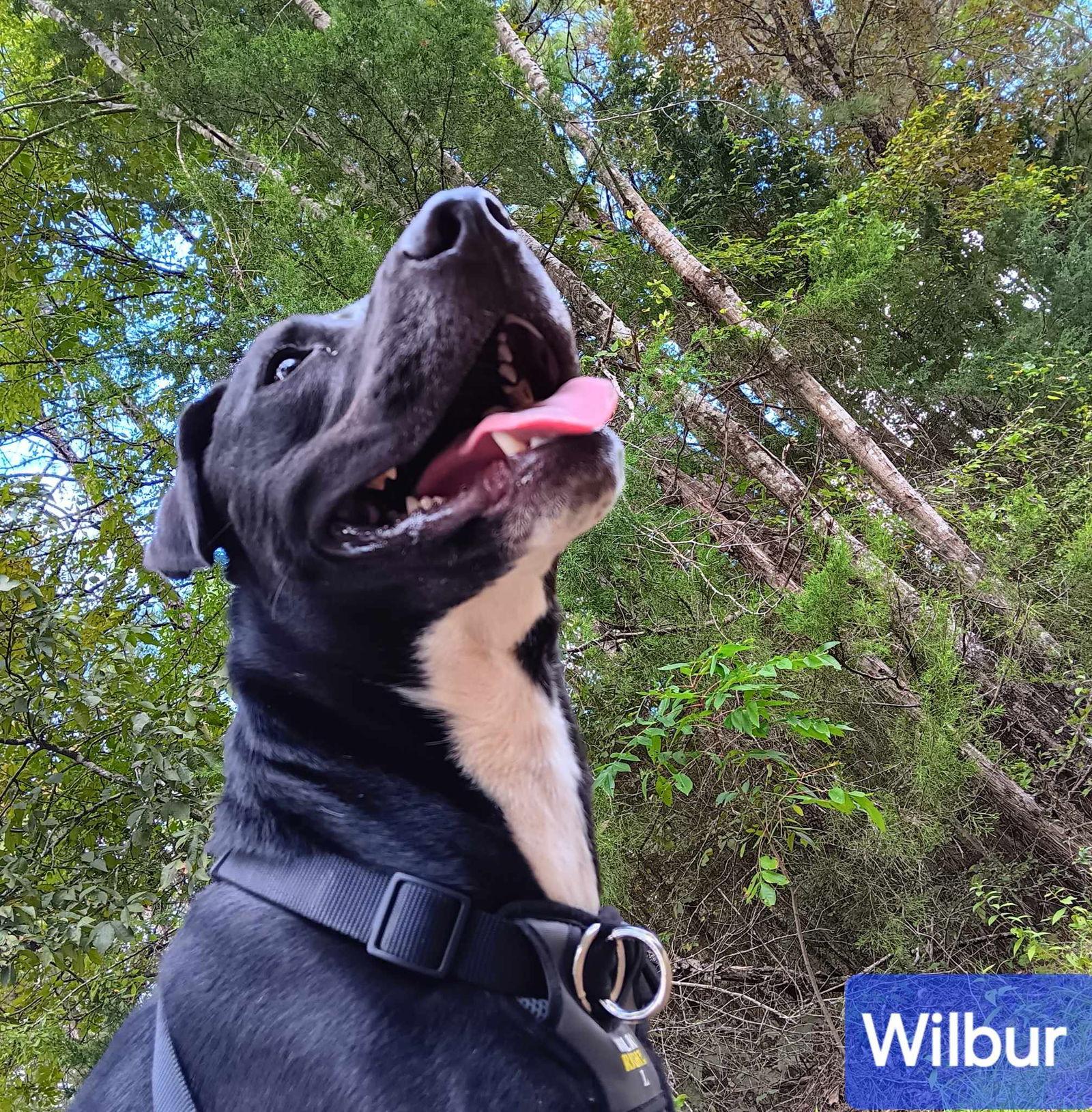 Wilbur, Adoptable, Young Male Mixed Breed.