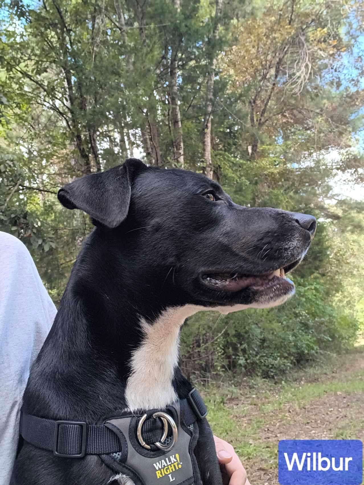 Wilbur, Adoptable, Young Male Mixed Breed.