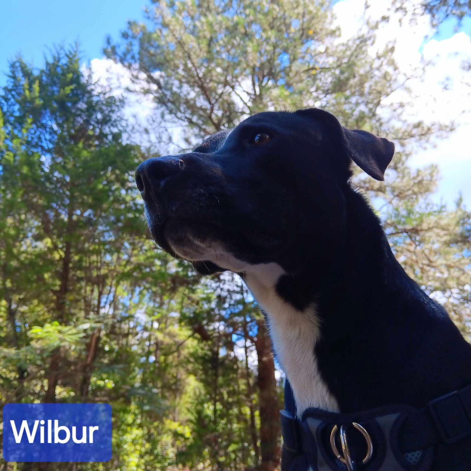 Enlarge Wilbur, a Adoptable Mixed Breed in Farmerville, LA image 3/3