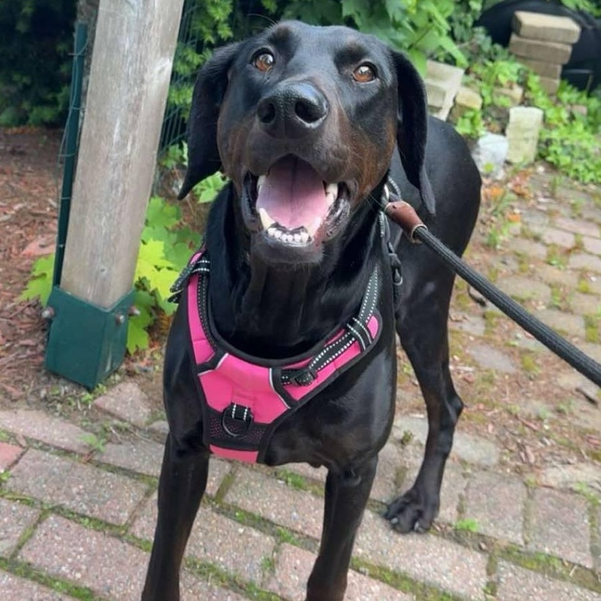 Sweet Willow, Young Female Doberman Pinscher