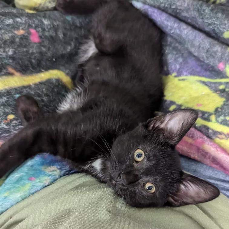 Cookie Monster, Adopted, Young Female Domestic Short Hair.