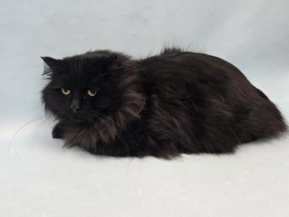 Enlarge Whiskers, a Adoptable Domestic Long Hair in Coon Rapids, MN image 1/1