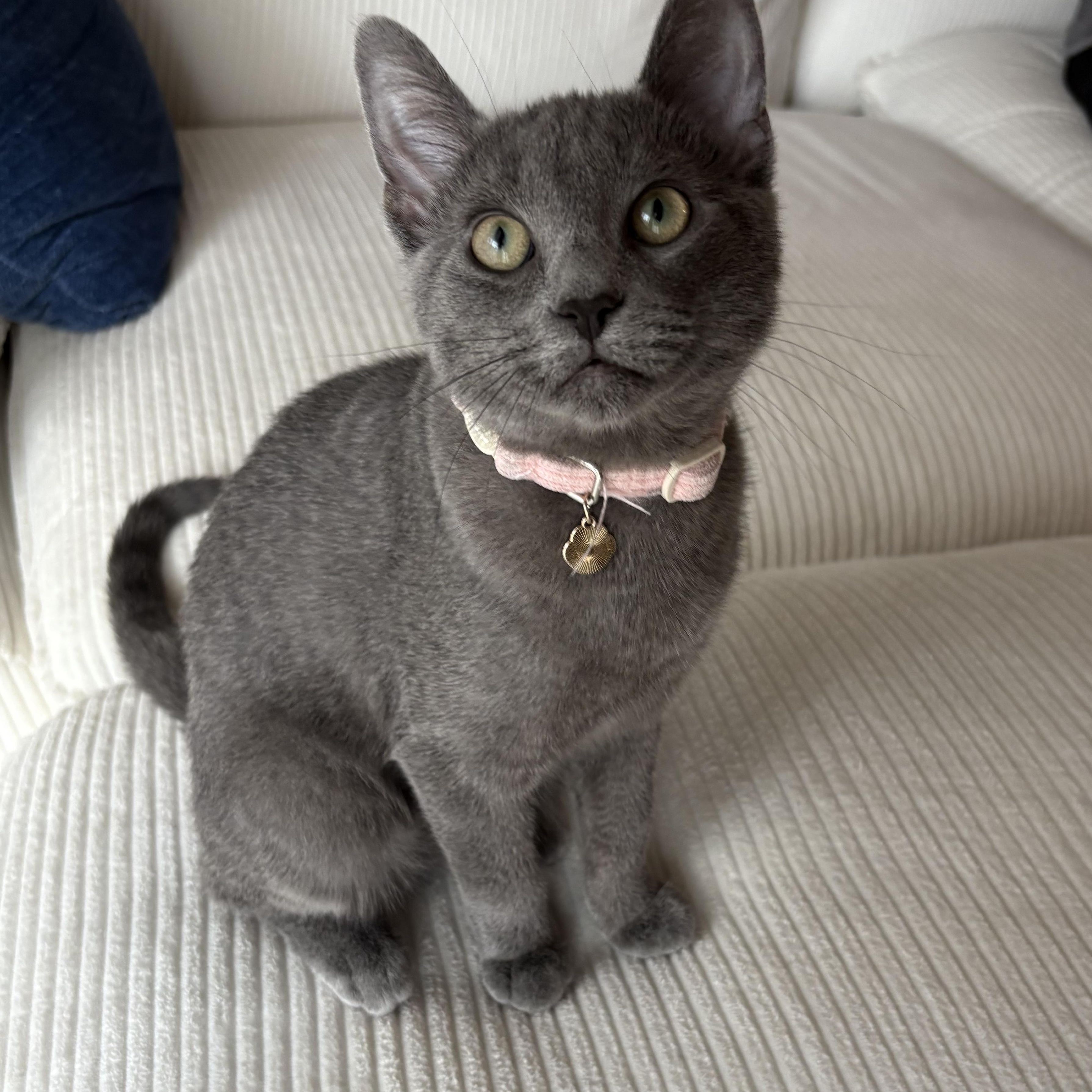 Mochika, ADOPTABLE, Young Female Russian Blue & Domestic Short Hair.