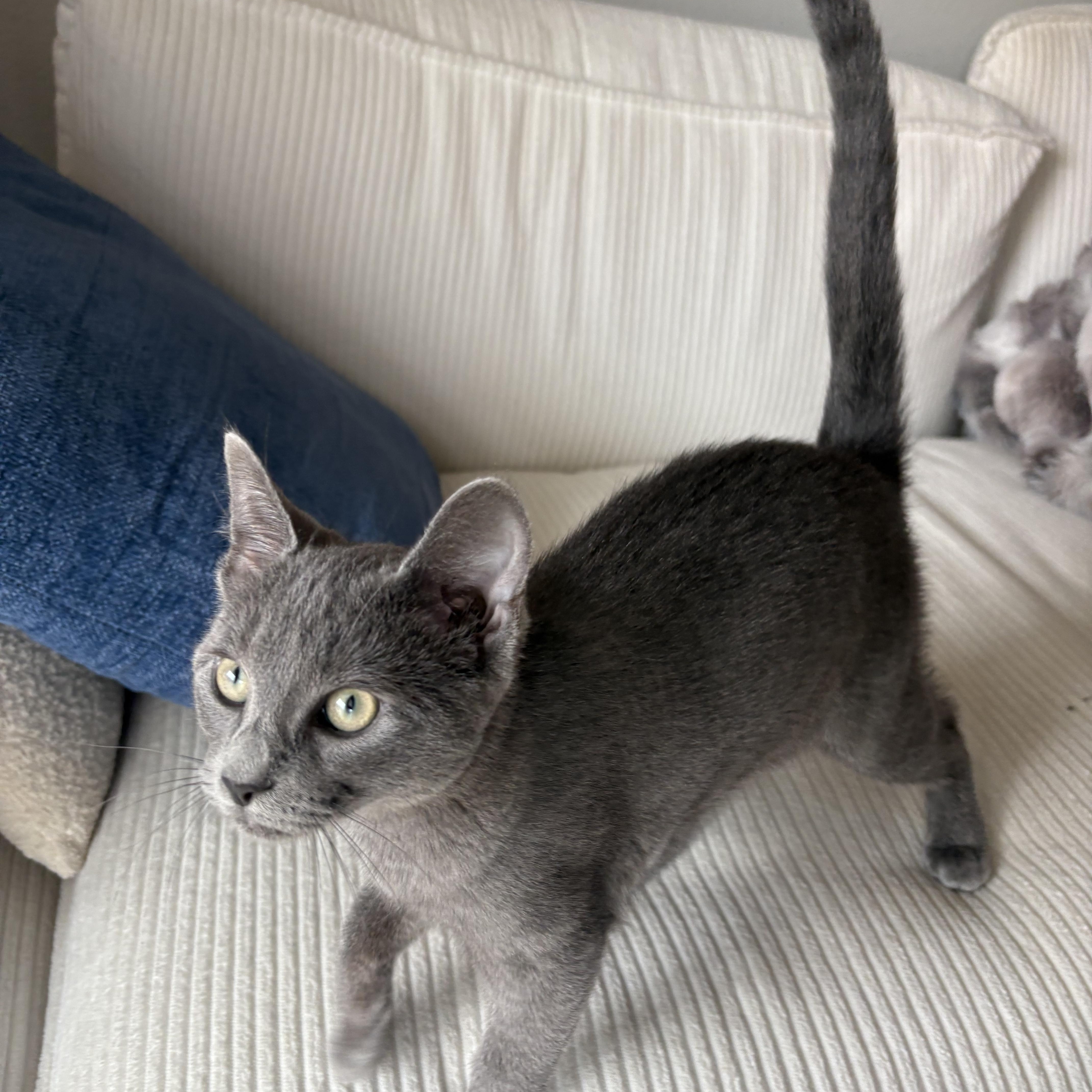 Enlarge Mochika, a ADOPTABLE mixed breed in Tucson, AZ image 3/3