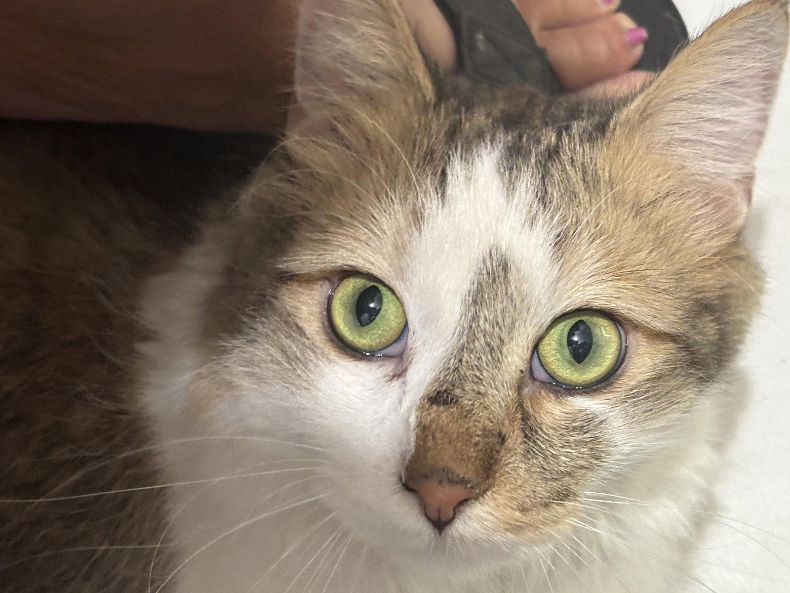 Archie, a Adoptable Domestic Long Hair in Glendale, AZ image 1/3