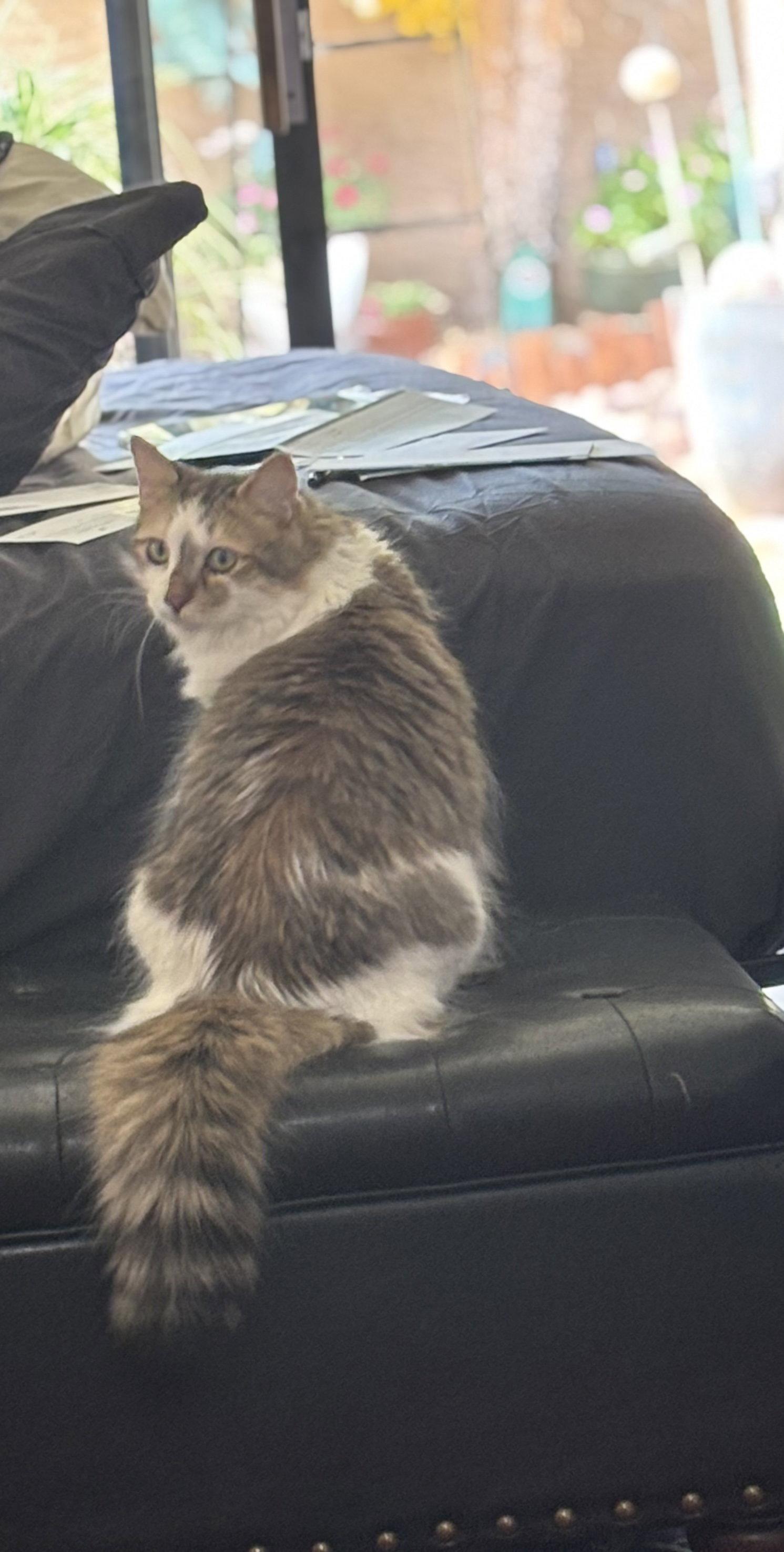 Archie, a Adoptable Domestic Long Hair in Glendale, AZ image 2/3