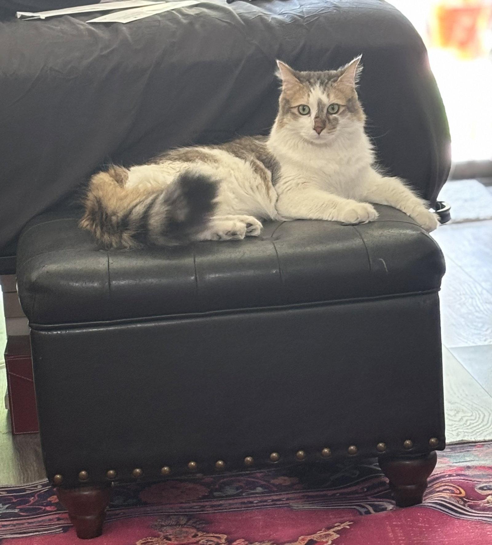 Archie, a Adoptable Domestic Long Hair in Glendale, AZ image 3/3