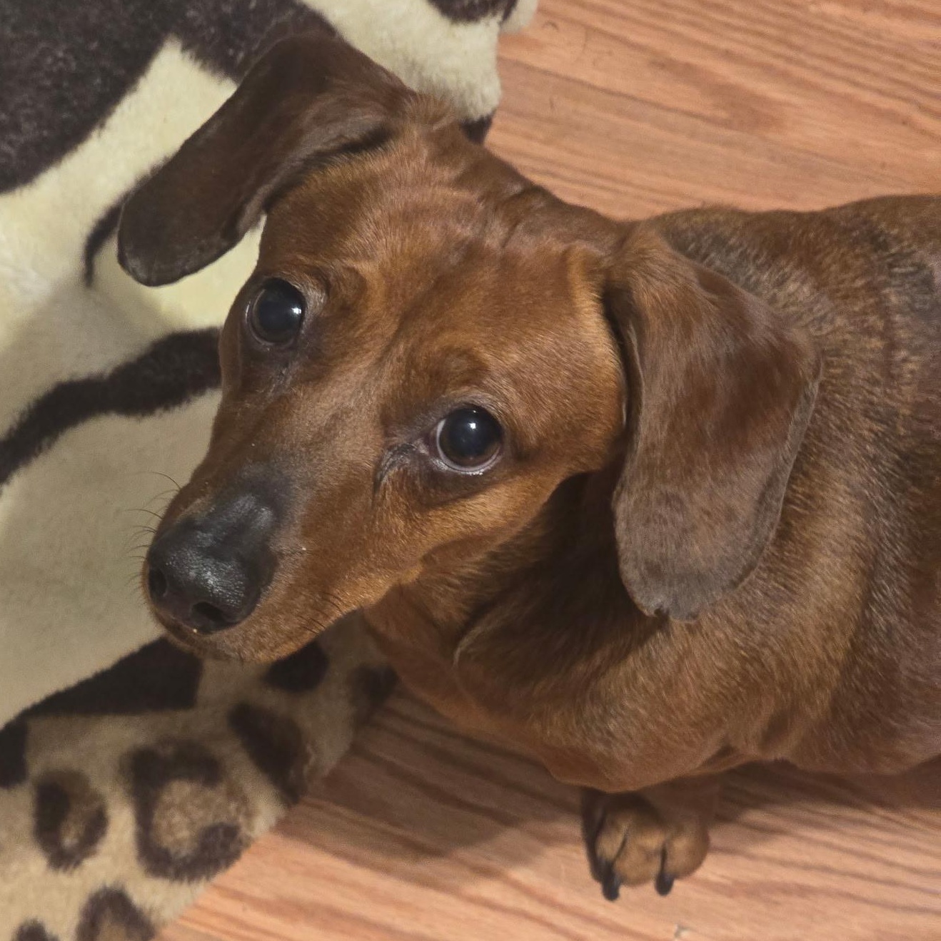 Enlarge Archie (bonded to Frankie), a Adoptable Dachshund in Salt Lake City, UT image 2/6
