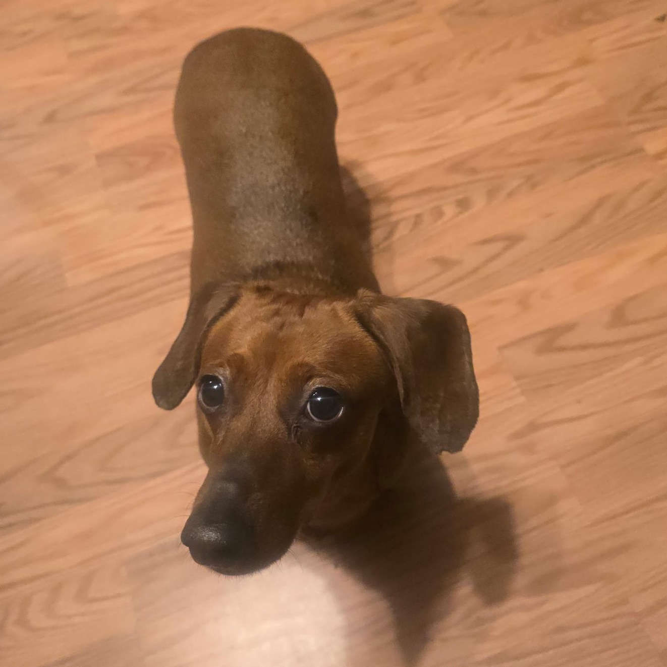 Enlarge Archie (bonded to Frankie), a Adoptable Dachshund in Salt Lake City, UT image 4/6