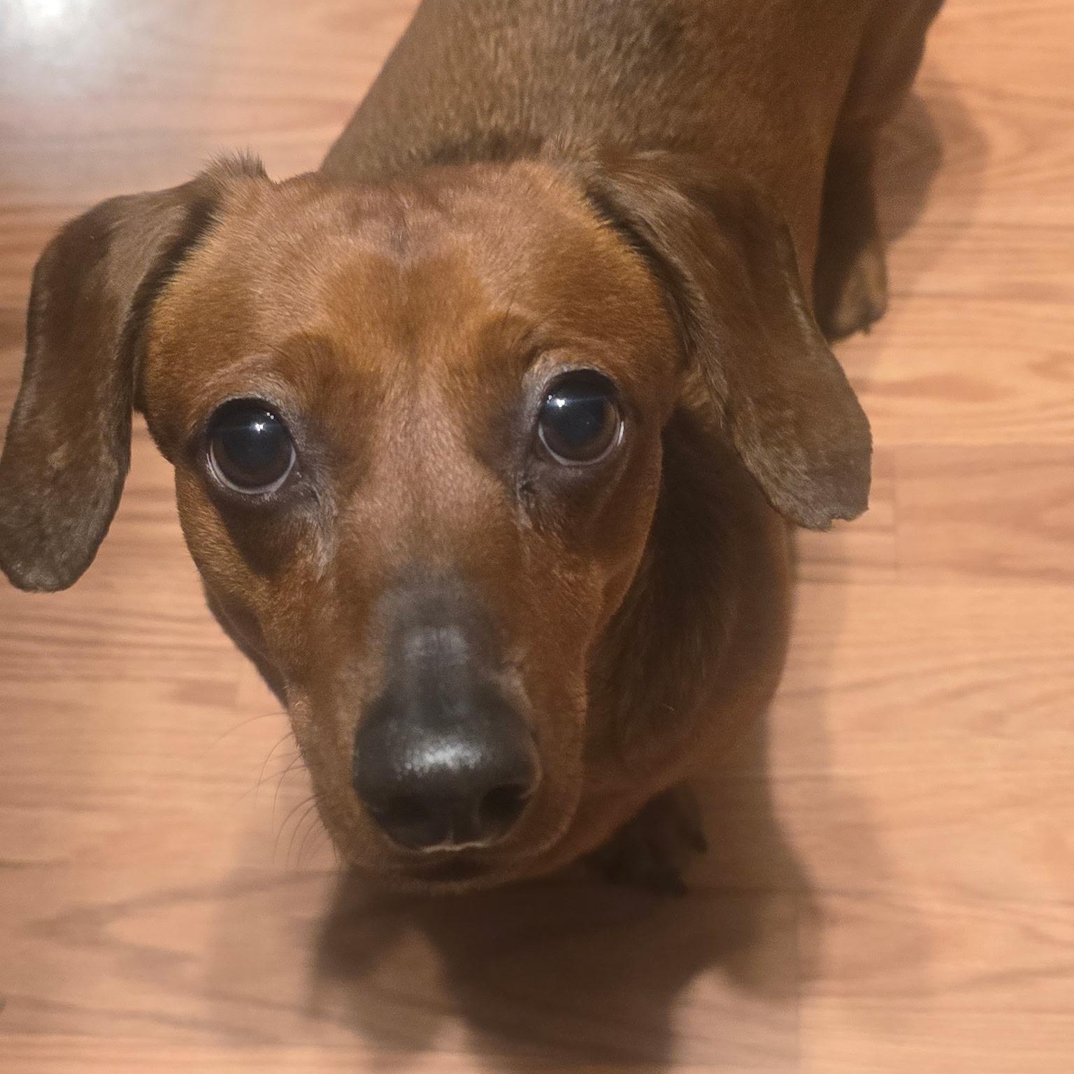 Archie (bonded to Frankie), Adoptable, Adult Male Dachshund.