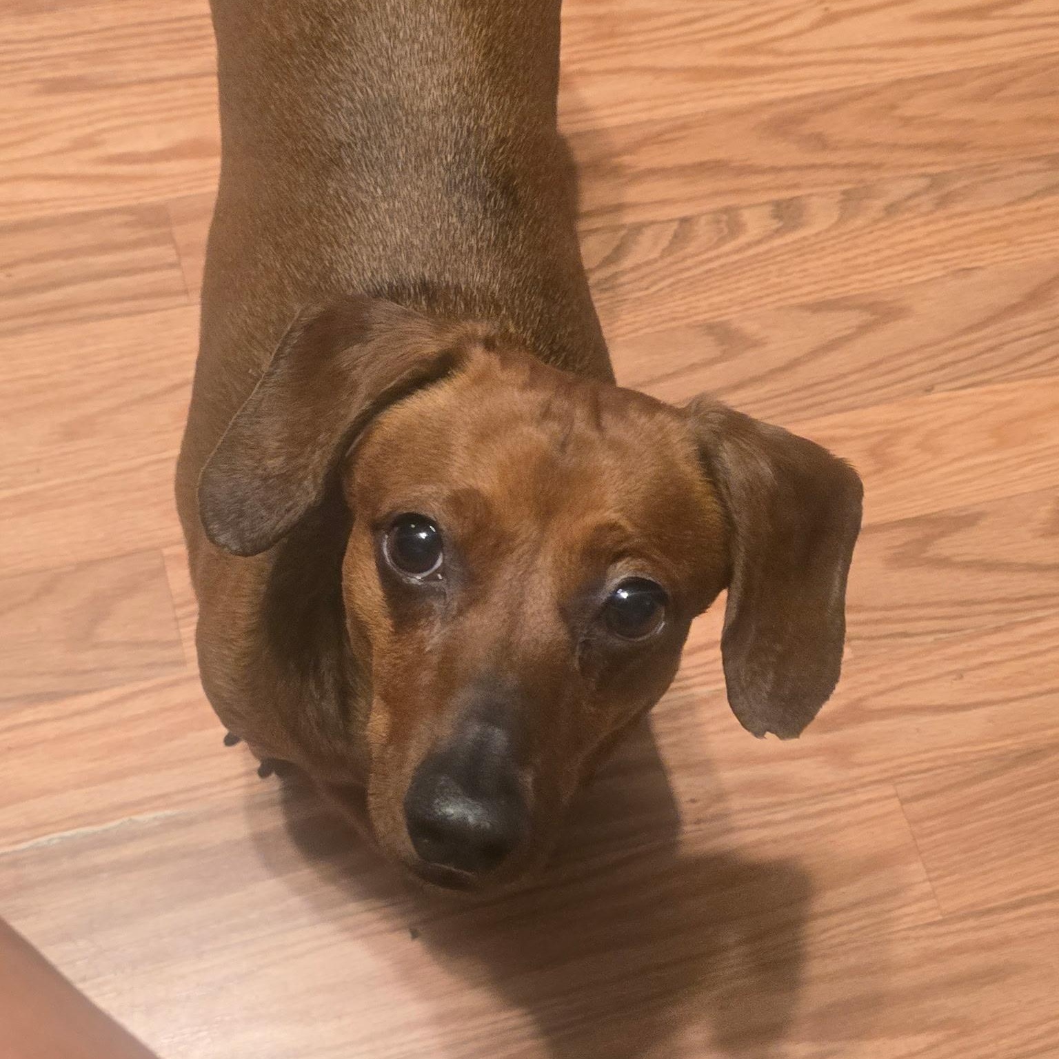 Enlarge Archie (bonded to Frankie), a Adoptable Dachshund in Salt Lake City, UT image 5/6