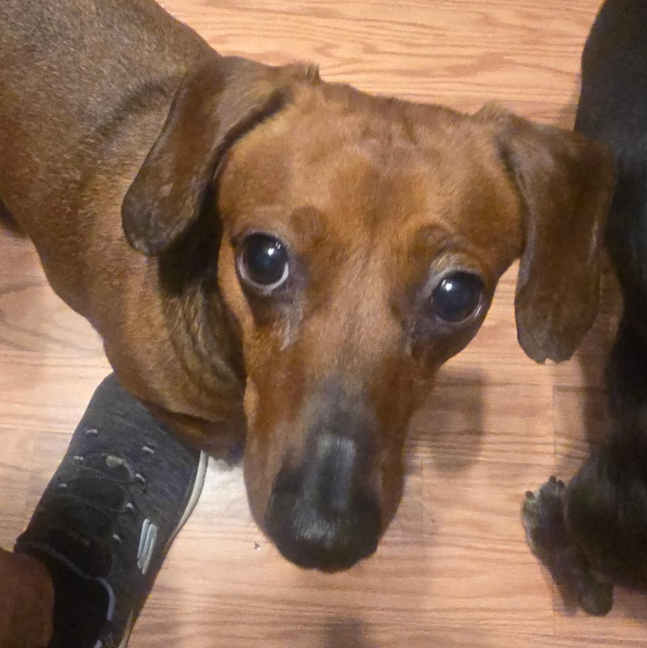 Enlarge Archie (bonded to Frankie), a Adoptable Dachshund in Salt Lake City, UT image 3/6