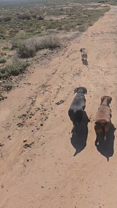 Enlarge Archie (bonded to Frankie), a Adoptable Dachshund in Salt Lake City, UT video 6/6