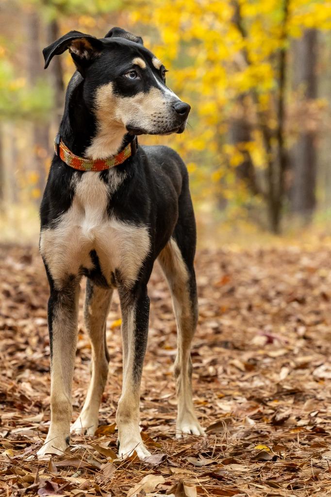 Cocoa