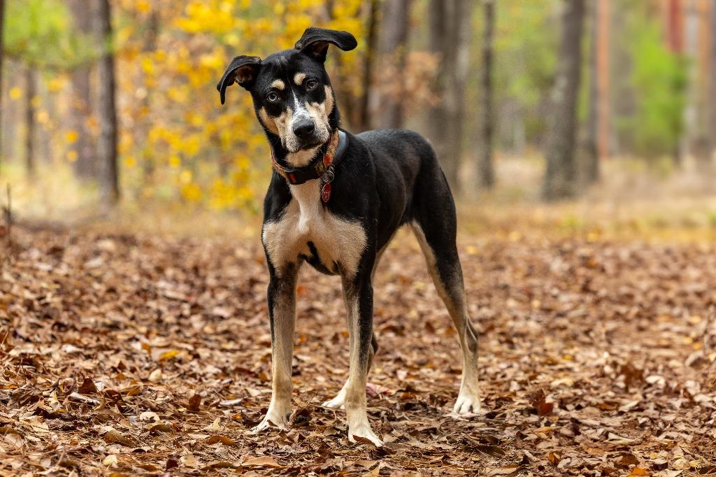 Cocoa, a Adoptable mixed breed in Tyler, TX image 2/4