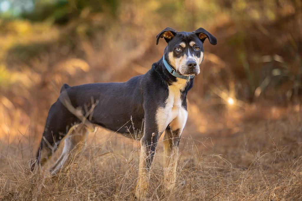 Enlarge Cocoa, an adoptable mixed breed in Tyler, TX image 3/4