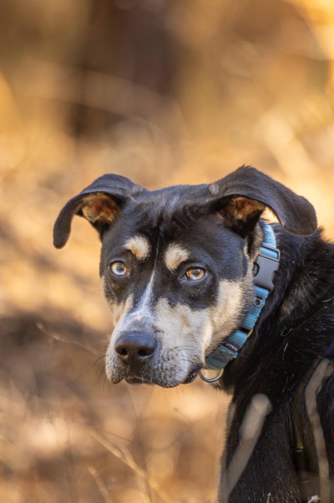 Enlarge Cocoa, an adoptable mixed breed in Tyler, TX image 4/4