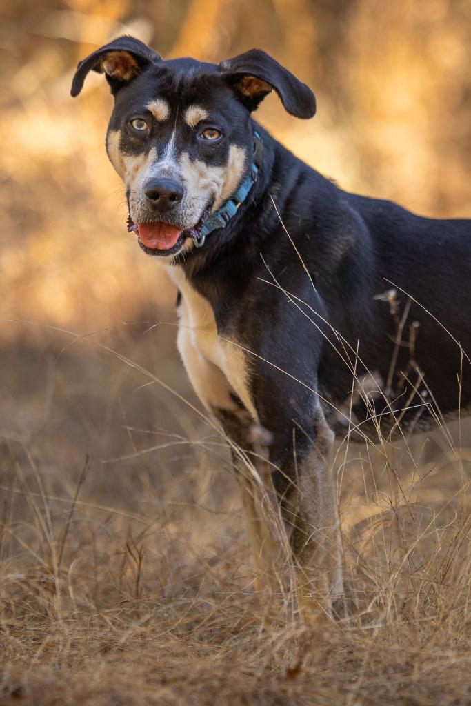 Enlarge Cocoa, an adoptable mixed breed in Tyler, TX image 2/4