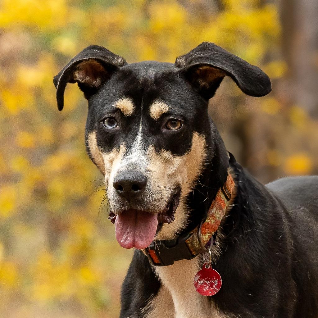 Cocoa, a Adoptable mixed breed in Tyler, TX image 3/4