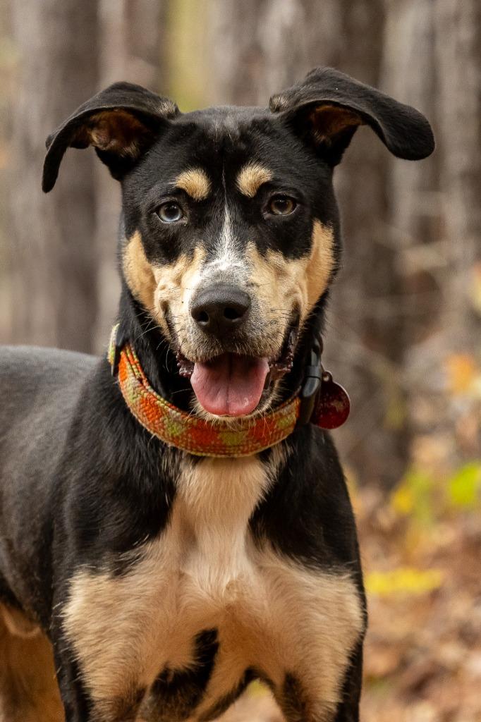 Cocoa, a Adoptable mixed breed in Tyler, TX image 4/4