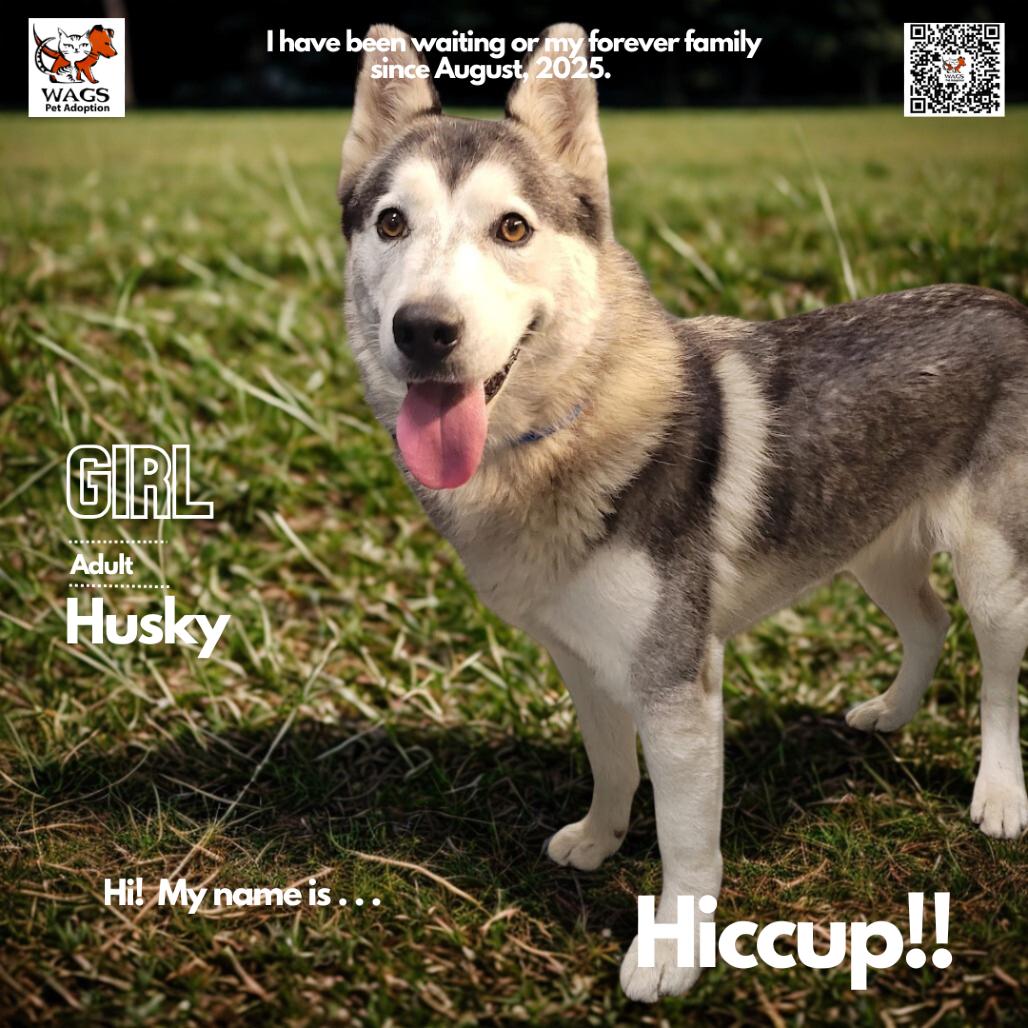 Hiccup, Adoptable, Adult Female Husky.