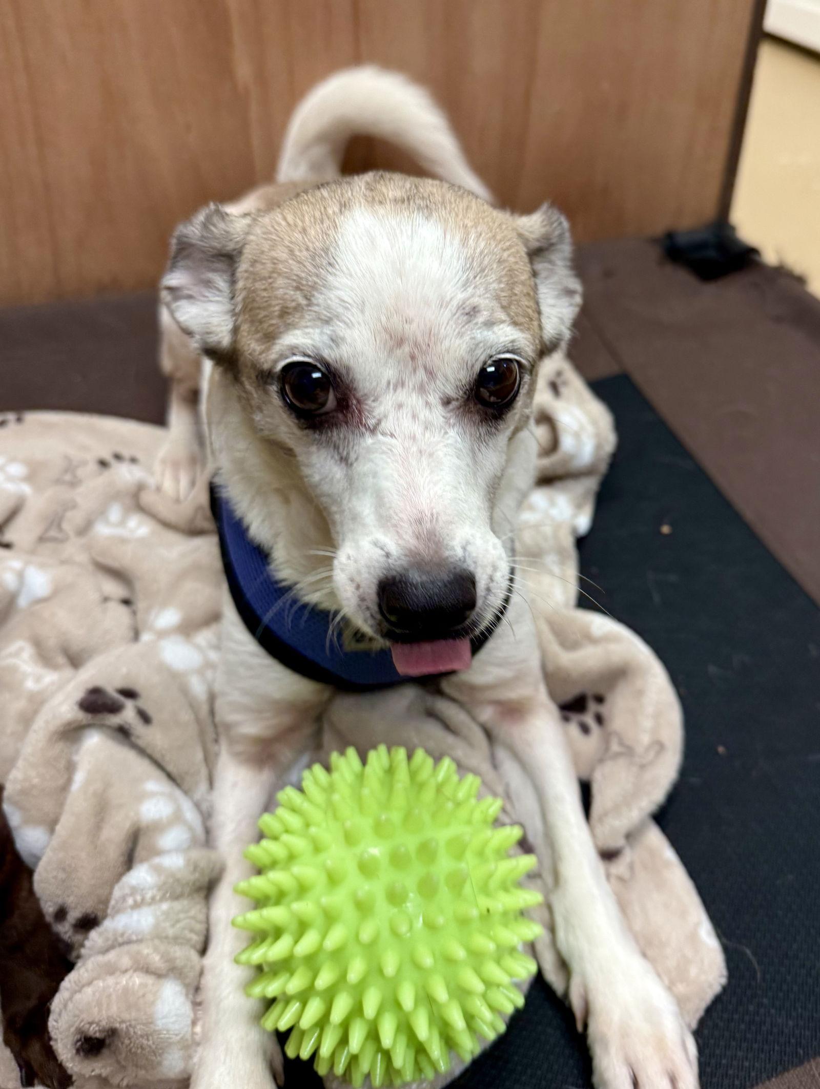 Enlarge Linky West, a Adoptable Rat Terrier in Alpharetta, GA image 1/3