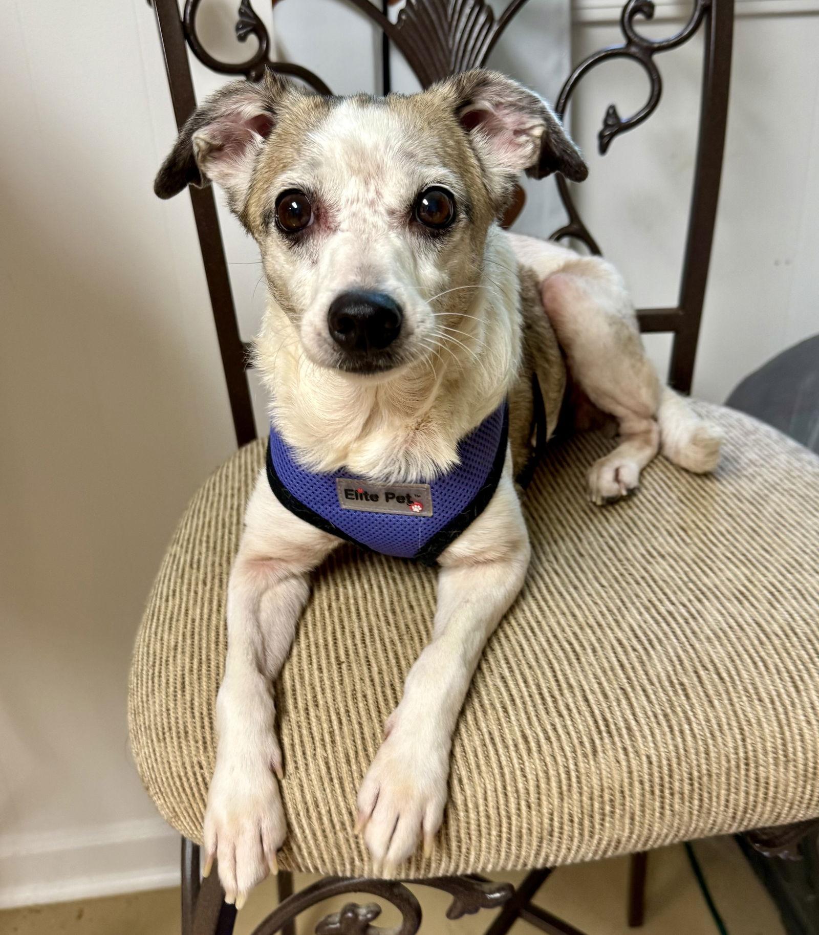 Enlarge Linky West, a Adoptable Rat Terrier in Alpharetta, GA image 2/3