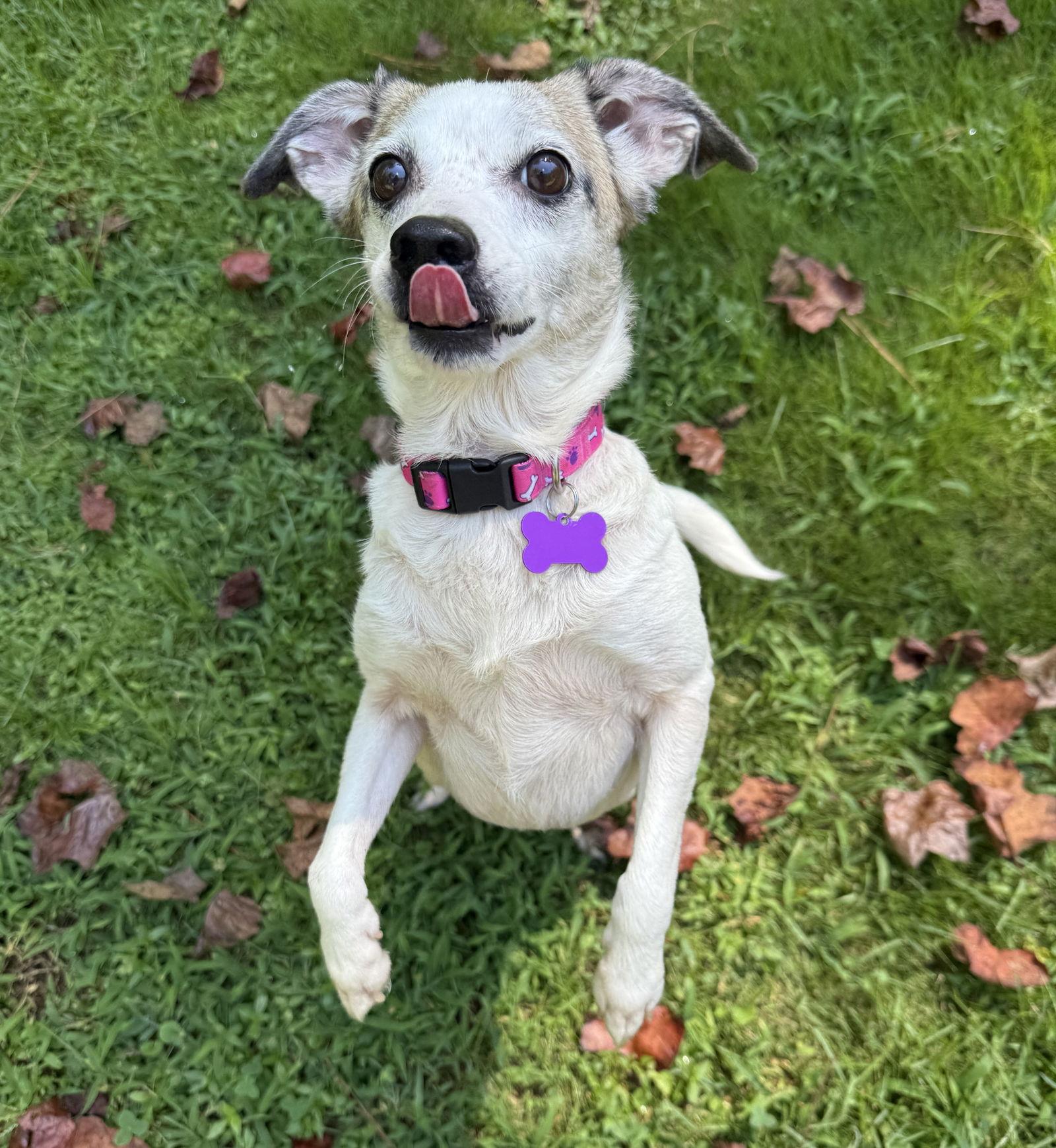 Enlarge Linky West, a Adoptable Rat Terrier in Alpharetta, GA image 3/3
