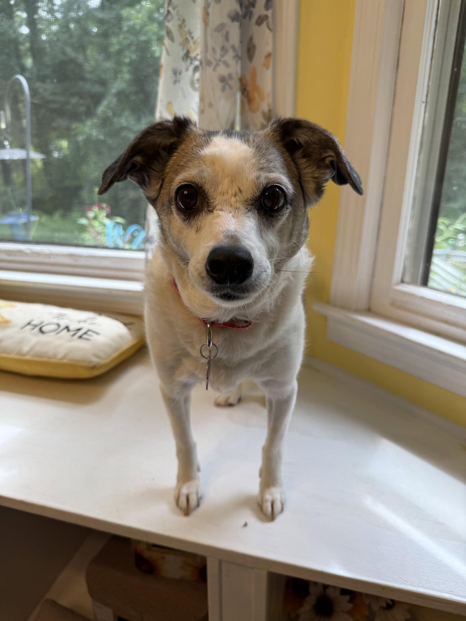 Enlarge Linky West, a Adoptable Rat Terrier in Alpharetta, GA image 1/3