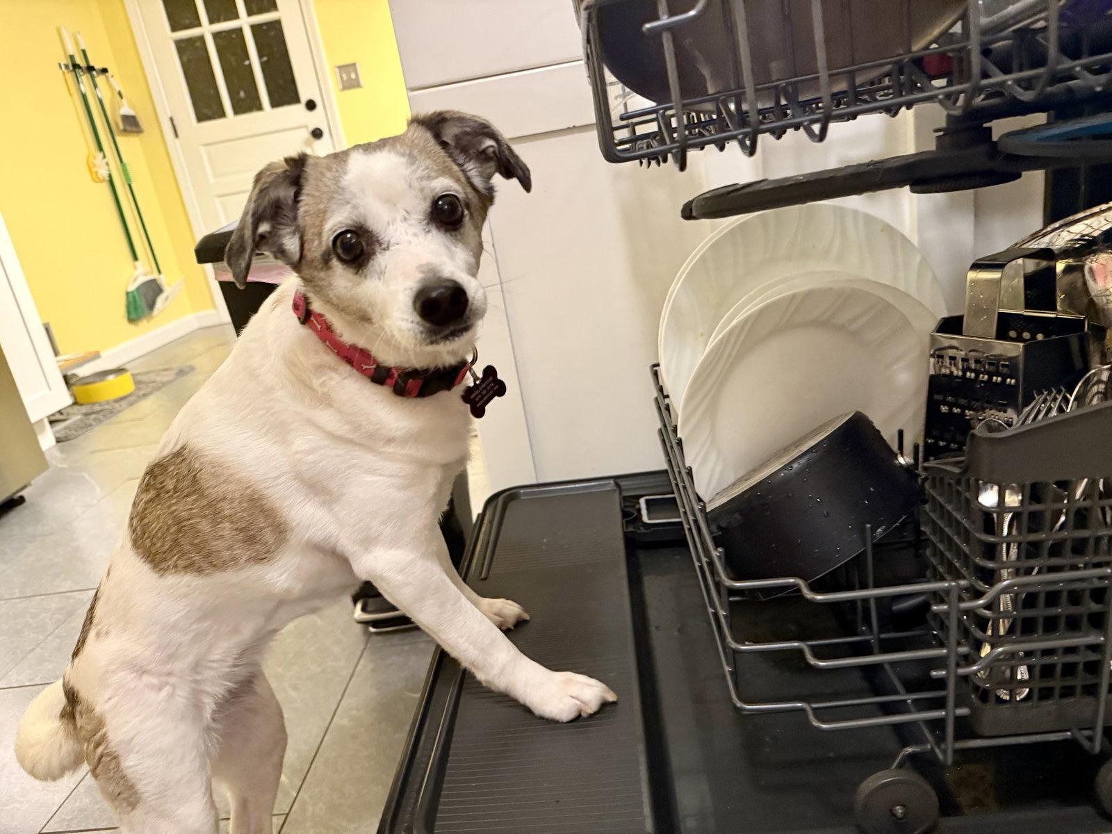 Enlarge Linky West, a Adoptable Rat Terrier in Alpharetta, GA image 2/3