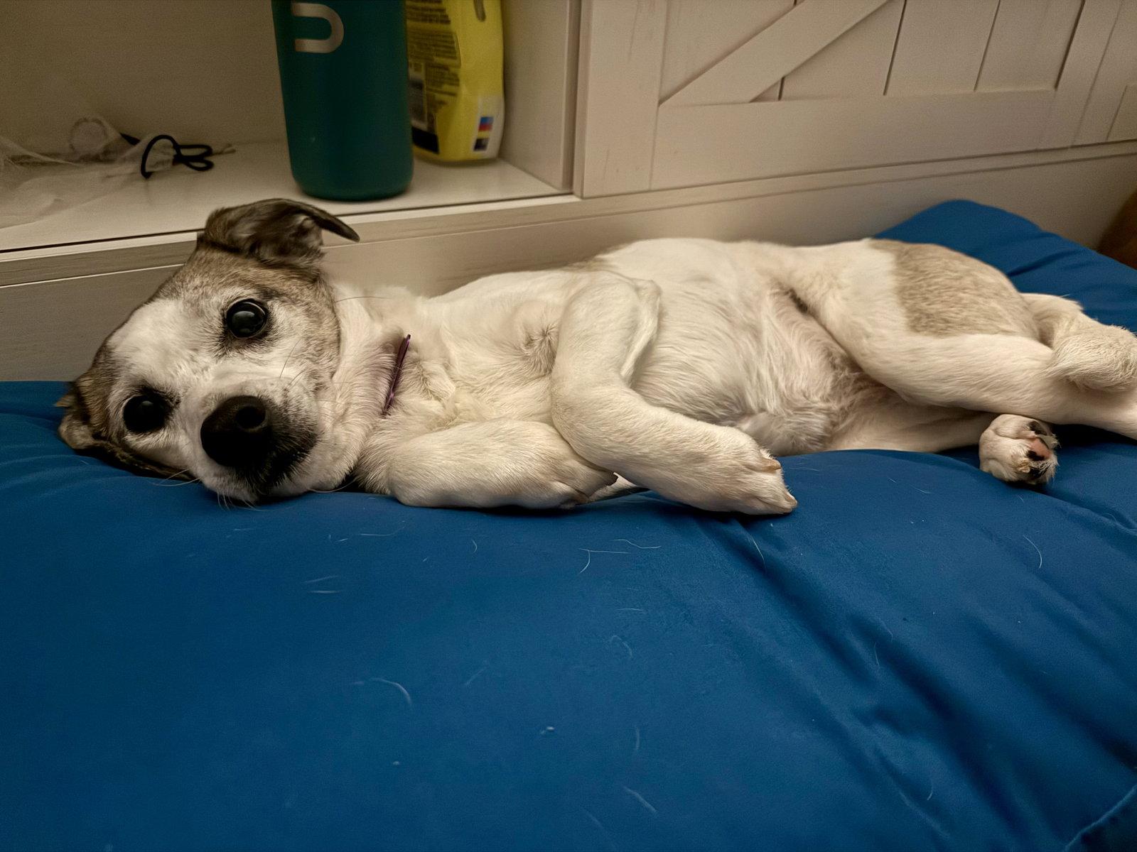 Enlarge Linky West, a Adoptable Rat Terrier in Alpharetta, GA image 3/3