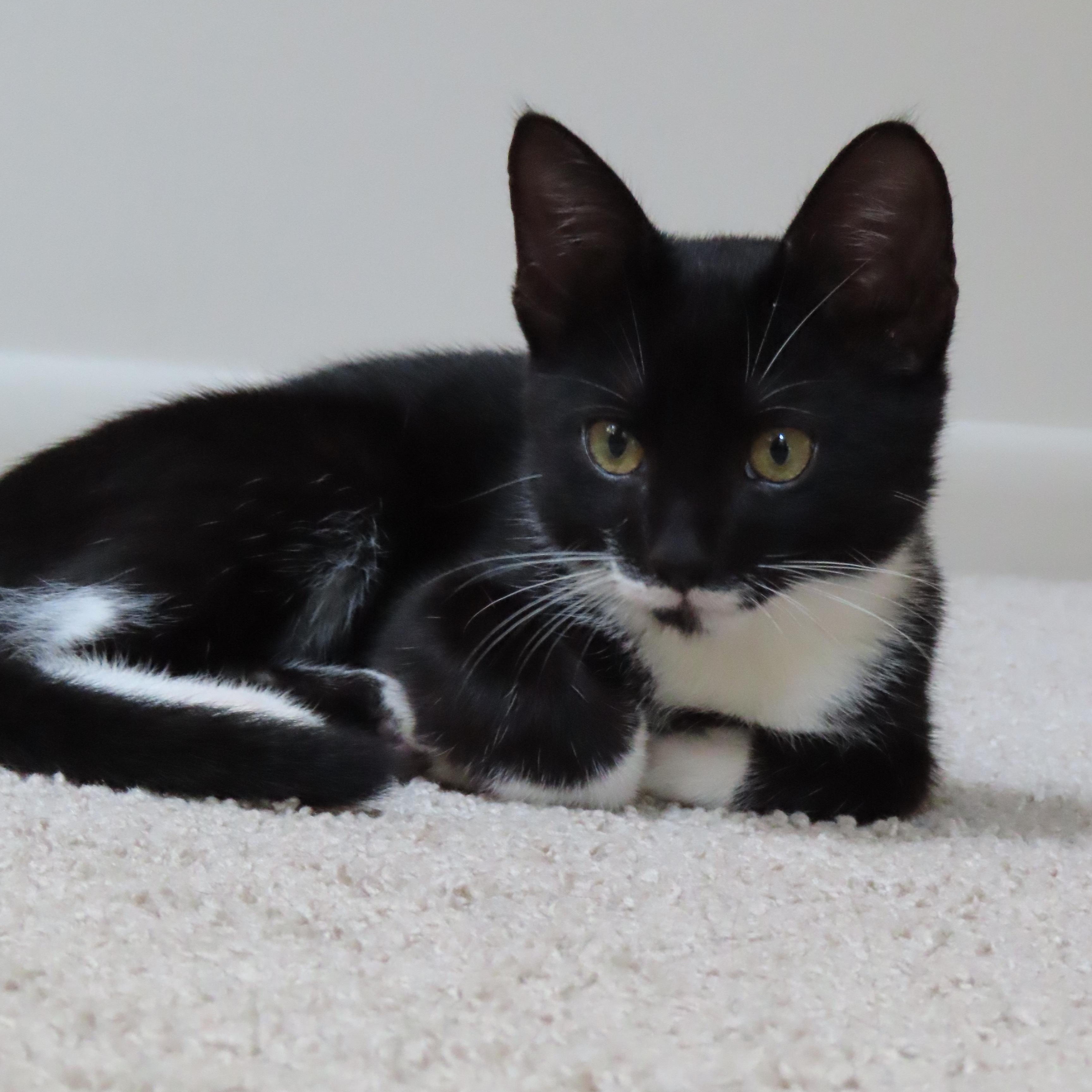 Cacao, Adoptable, Young Male Tuxedo.