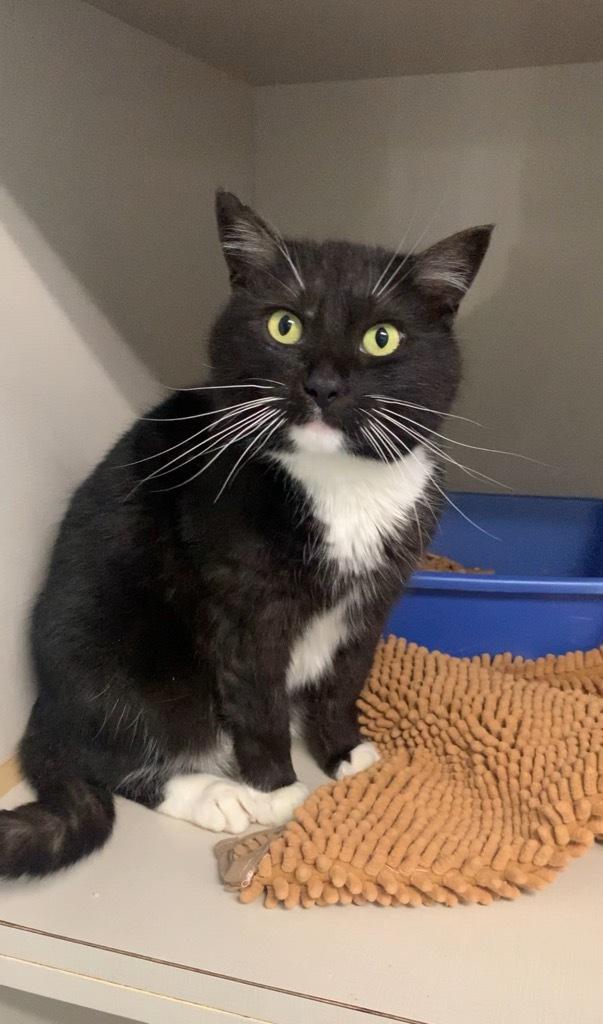 Sylvie, an adoptable Domestic Short Hair in wetaskiwin, AB, t9a 2j4 | Photo Image 1