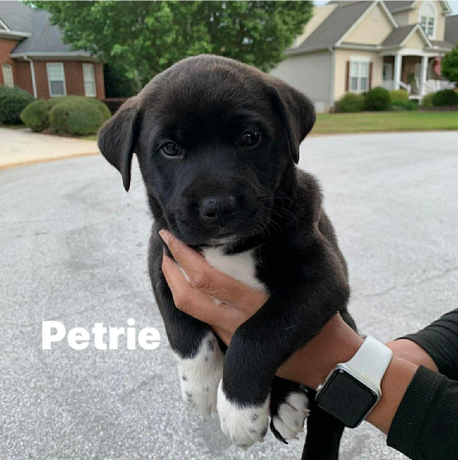 Enlarge Petrie , a ADOPTABLE mixed breed in Douglas, MA image 2/3