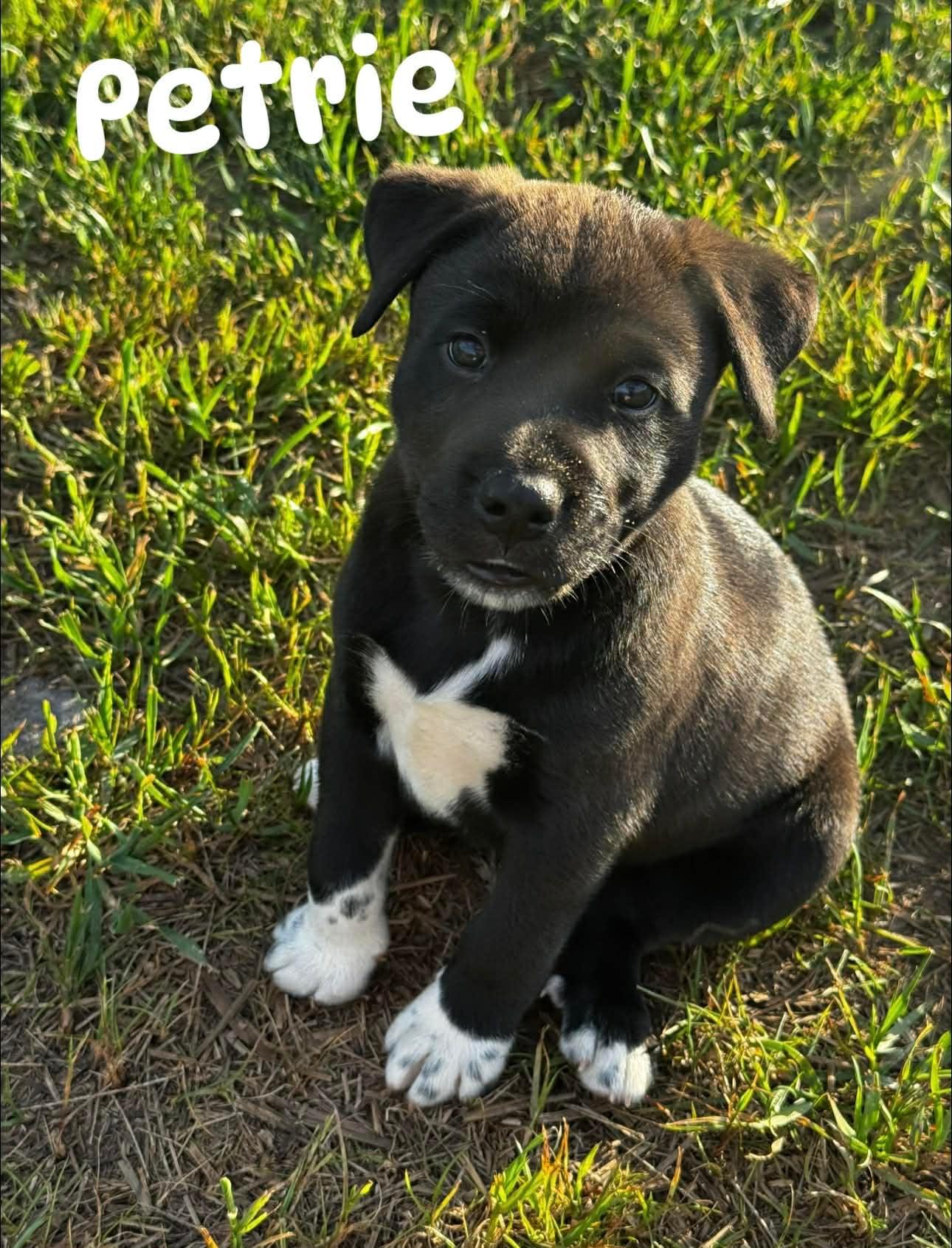 Petrie , ADOPTABLE, Puppy Male Mixed Breed.