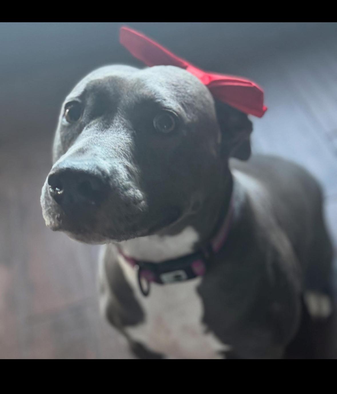 Tinsel, a Adoptable Pit Bull Terrier in Hayward, CA image 6/6