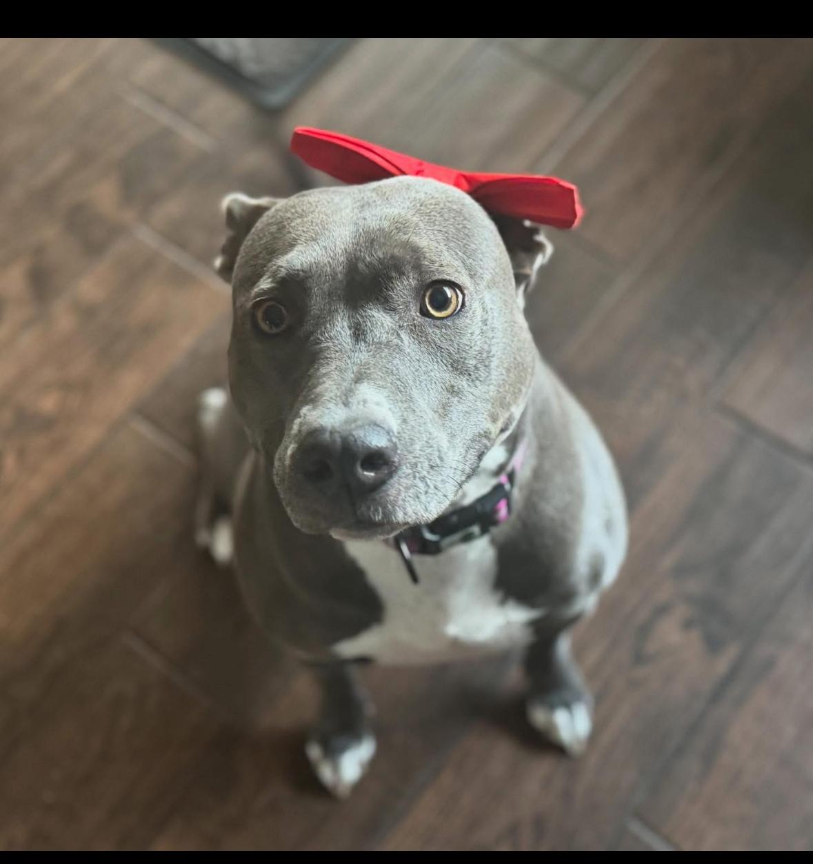 Tinsel, a Adoptable Pit Bull Terrier in Hayward, CA image 1/6