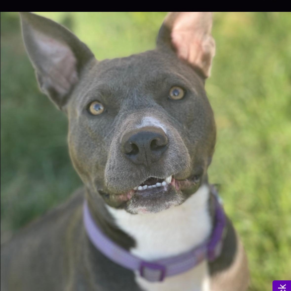 Tinsel, a Adoptable Pit Bull Terrier in Hayward, CA image 2/6