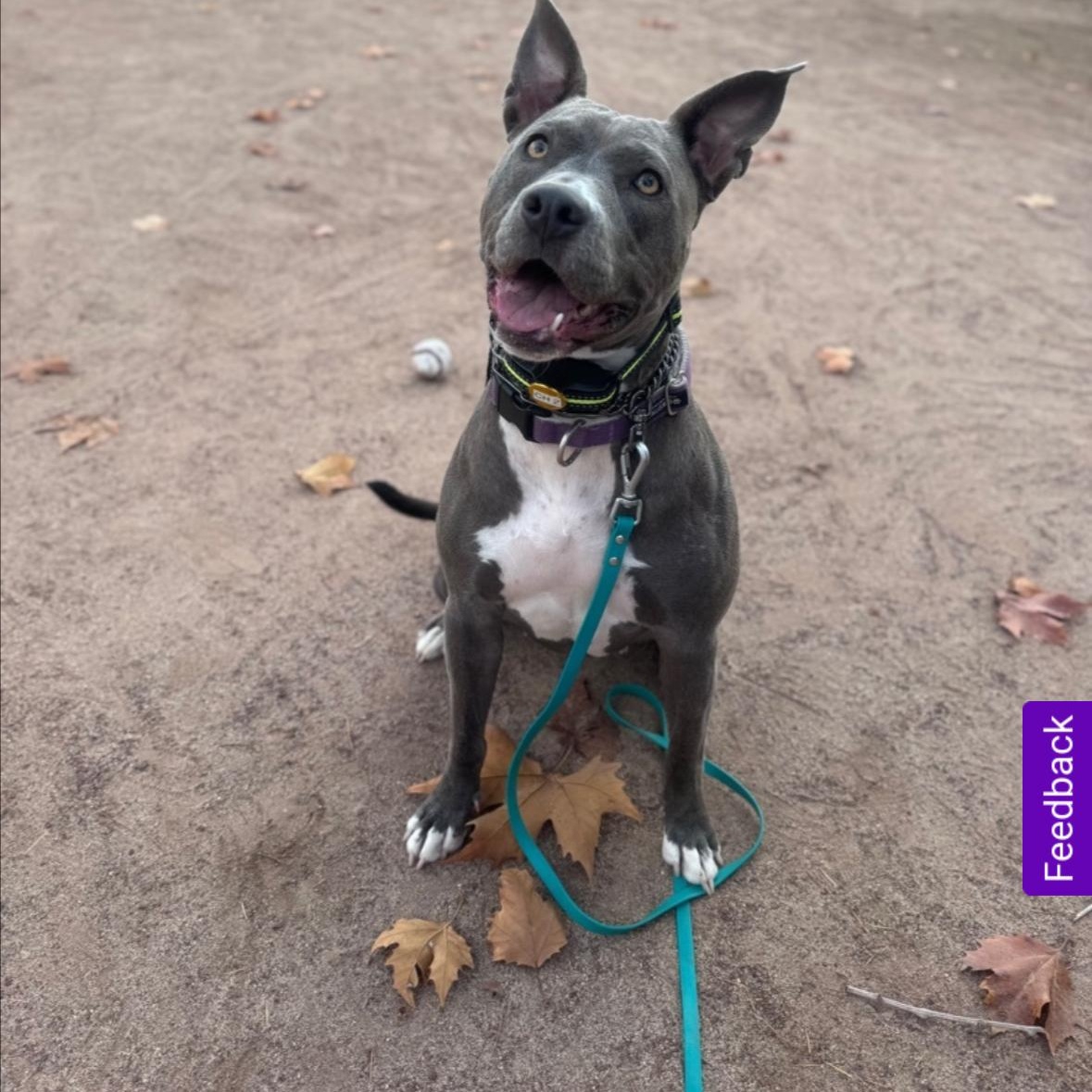 Tinsel, a Adoptable Pit Bull Terrier in Hayward, CA image 3/6