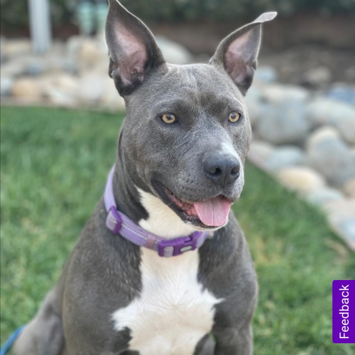 Tinsel, a Adoptable Pit Bull Terrier in Hayward, CA image 4/6